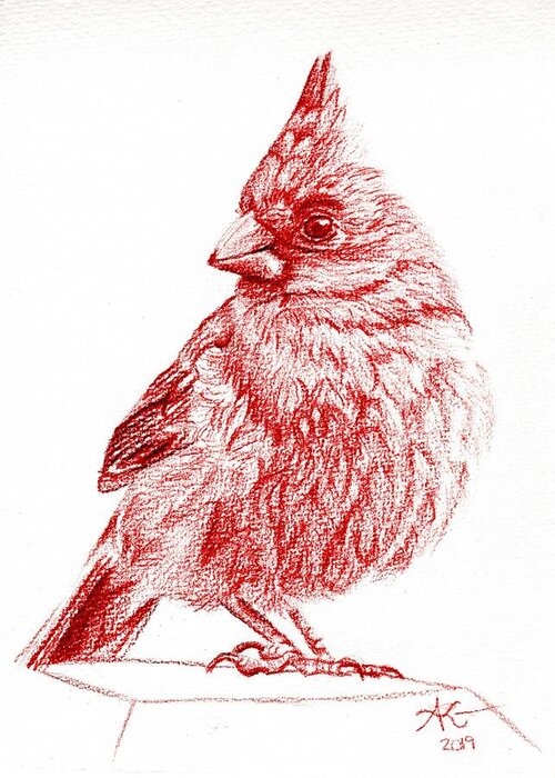 Red Greeting Card featuring the drawing Cardinal II by Alexis King-Glandon