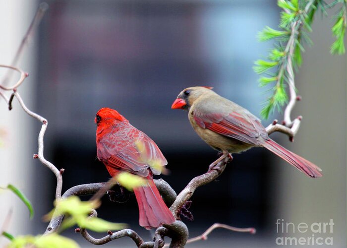 Female Northern Cardinal Greeting Card featuring the photograph Cardinal Love 3 by Patricia Youngquist