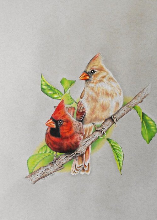 Cardinal Greeting Card featuring the drawing Cardinal Pair by Karrie J Butler