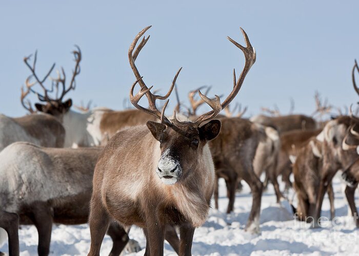 Reindeer Greeting Card featuring the photograph Caribou Group On Pastures by Sergey Krasnoshchokov