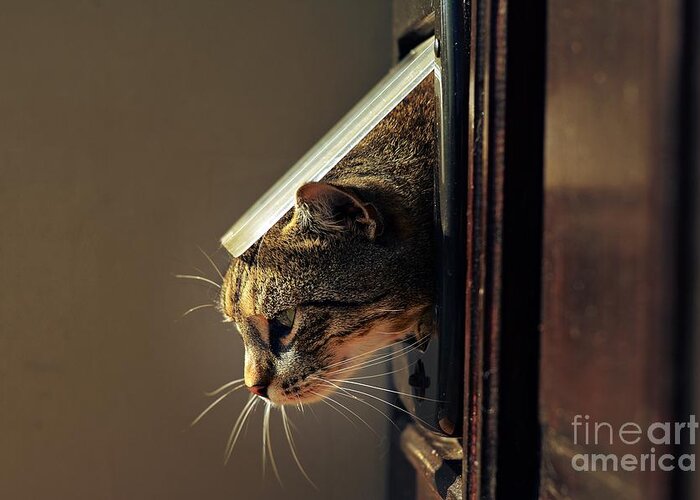 Play Greeting Card featuring the photograph Cat Crawls Out Of The House by Davidtb