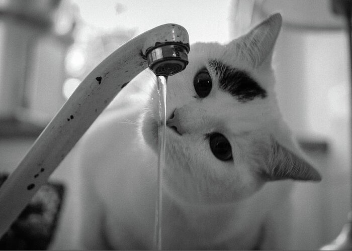 Animal Themes Greeting Card featuring the photograph Cat Drinking Water From Faucet by A*k