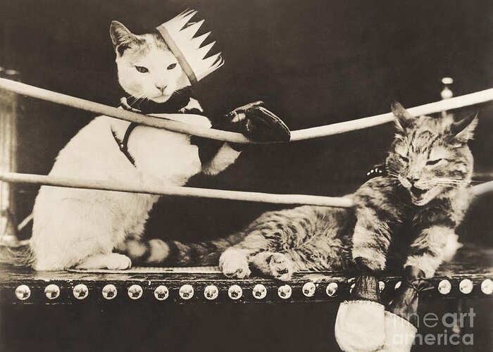 1910s Greeting Card featuring the photograph Cat Fight by Everett Collection
