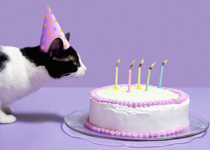 Pets Greeting Card featuring the photograph Cat Wearing Birthday Hat Blowing Out by Steven Puetzer