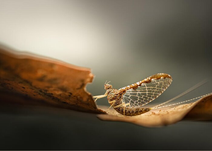 Insect Greeting Card featuring the photograph Catch A Break.. by Atul Saluja