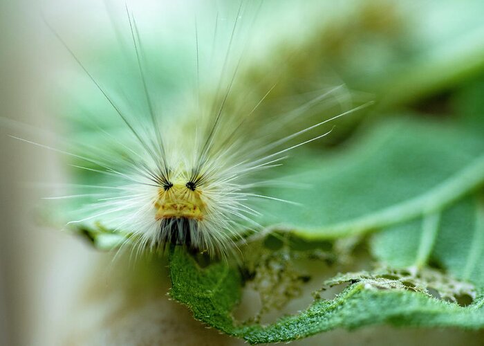 Macro Greeting Card featuring the photograph Caterpillar Macro by Cathy Kovarik