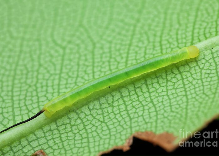 1 Greeting Card featuring the photograph Caterpillar With A Black Tail by Melvyn Yeo/science Photo Library