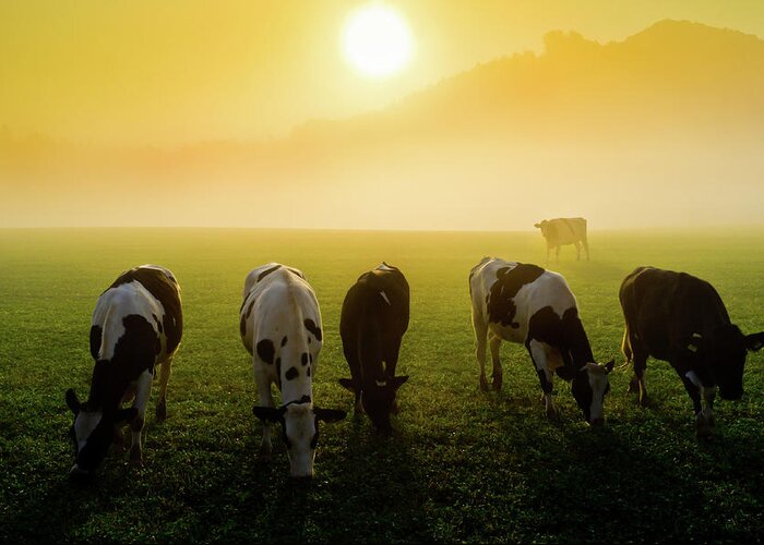 Scenics Greeting Card featuring the photograph Cattle At Sunset by Vm