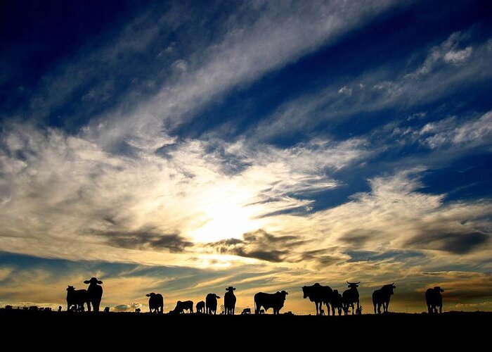 Animal Themes Greeting Card featuring the photograph Cattle Gathering On Field At Sunset by © 2009 By Joao Paglione - All Rights Reserved Worldwide