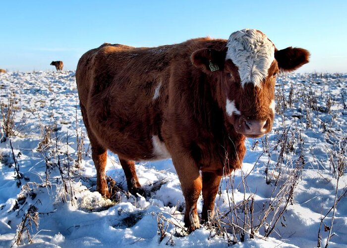 Snow Greeting Card featuring the photograph Cattle In Snow Field by Calum Davidson - Calum Davidson Dot Com