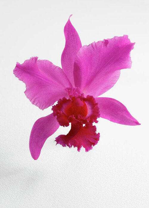 Cut Out Greeting Card featuring the photograph Cattleya Orchid by Lew Robertson