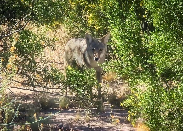 Animals Greeting Card featuring the photograph Cautious Coyote by Judy Kennedy