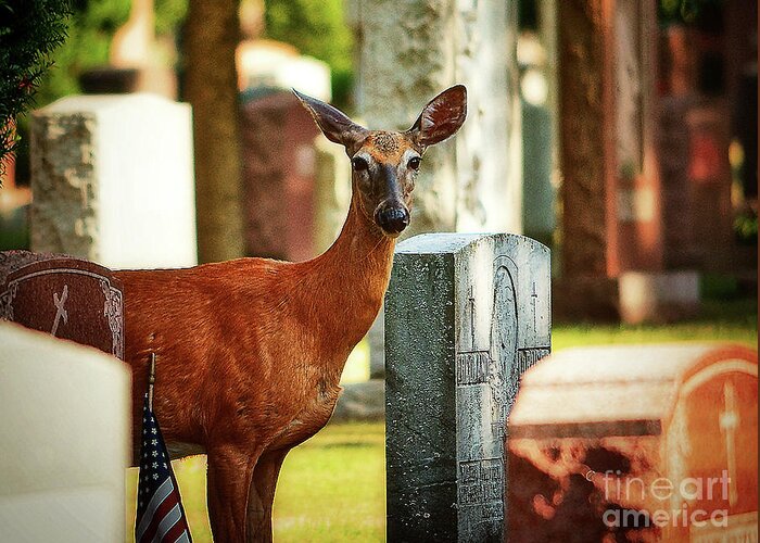 New York Greeting Card featuring the photograph Cemetery Deer by Lenore Locken