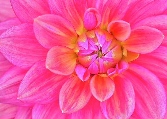 Cerise-pink Dahlia Flower Greeting Card featuring the photograph Cerise-pink Dahlia Flower by Cora Niele