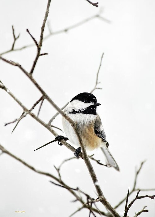 Chickadee Greeting Card featuring the photograph Charming Winter Chickadee by Christina Rollo