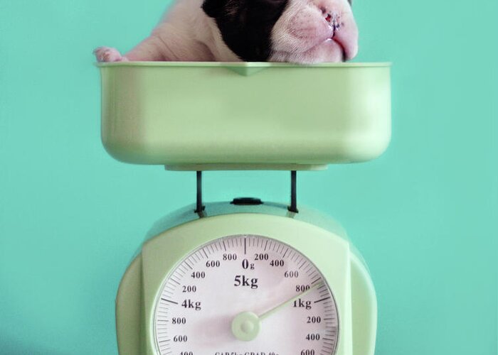 Pets Greeting Card featuring the photograph Checking Puppy Weight by Retales Botijero