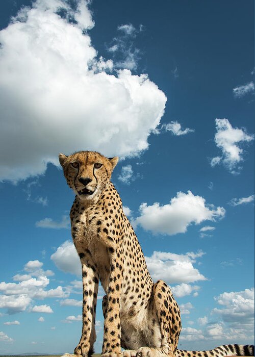 Kenya Greeting Card featuring the photograph Cheetah On A Vehicle Roof by Mike Hill