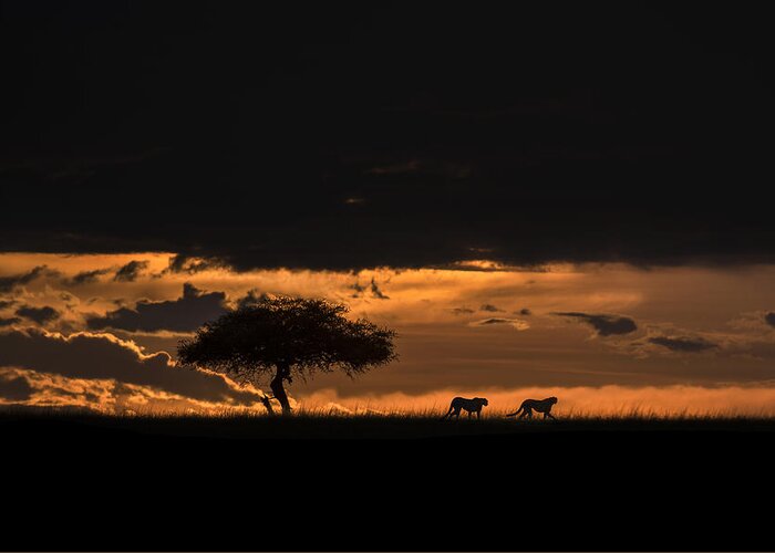 Africa Greeting Card featuring the photograph Cheetahs At Dawn by Xavier Ortega