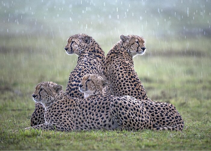 Africa Greeting Card featuring the photograph Cheetahs In The Rain by Xavier Ortega