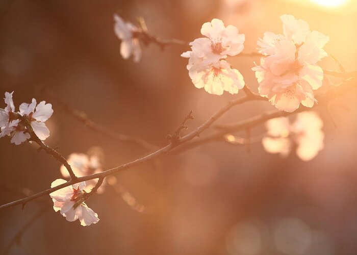 Petal Greeting Card featuring the photograph Cherry Blossom by Rolfo Rolf Brenner