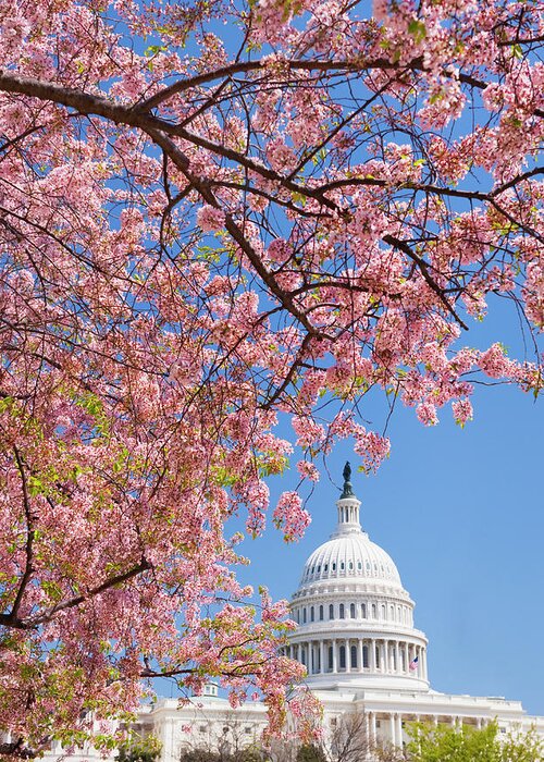 Built Structure Greeting Card featuring the photograph Cherry Blossoms In Front Of Capitol by Tetra Images