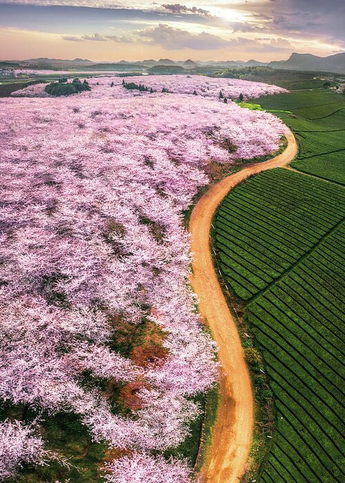 Landscape Greeting Card featuring the photograph Cherry Blossoms by ??tianqi