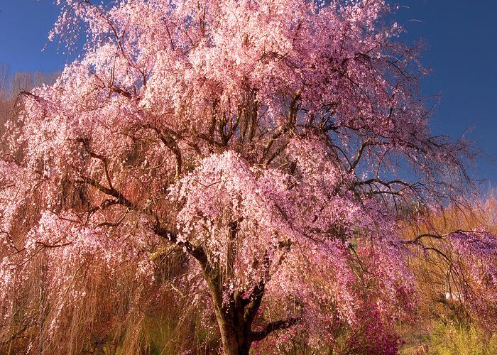 Grass Greeting Card featuring the photograph Cherry Tree Blooming In Spring by Anne Strickland Fine Art Photography