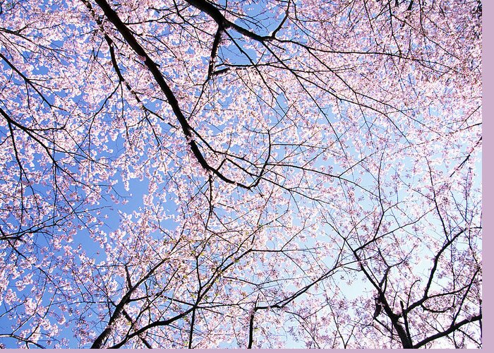 Clear Sky Greeting Card featuring the photograph Cherry Tree Of Full Bloom by Ooyoo