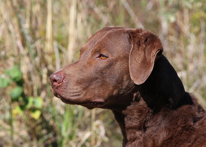 Animals Greeting Card featuring the photograph Chesapeake Bay Retriever 02 by Bob Langrish