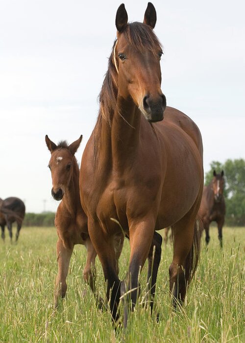 Horse Greeting Card featuring the photograph Chestnut Thoroughbred Mare And Foal by Lesliejmorris