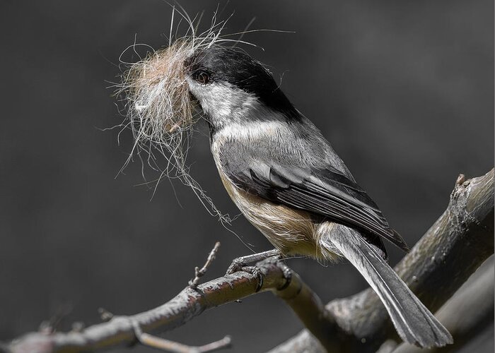 Bird Greeting Card featuring the photograph Chickadee Mustachio by Patrick Dessureault