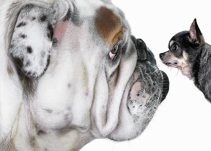 Pets Greeting Card featuring the photograph Chihuahua Dog Staring At Bulldog by Gandee Vasan