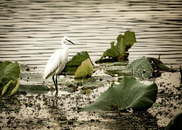 China Greeting Card featuring the photograph Chinese Egret by Kathryn McBride