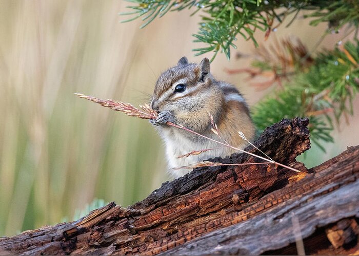 Chipmunk Greeting Card featuring the photograph Chipmunk Fattens Up for Winter by Tony Hake