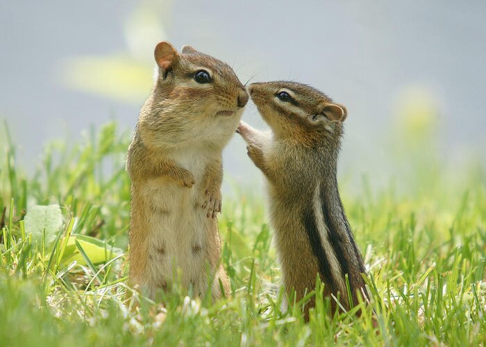 #faatoppicks Greeting Card featuring the photograph Chipmunks In Grasses by Corinne Lamontagne