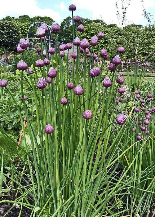 Chorley Greeting Card featuring the photograph CHORLEY. Astley Hall. Walled Garden Chive Flowers. by Lachlan Main