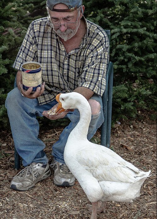 Goose Greeting Card featuring the photograph Chow Time by Mike Long