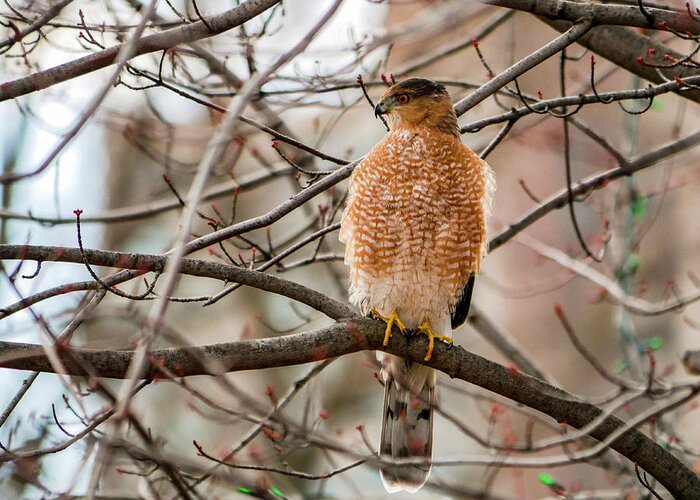 Accipiter Cooperii Greeting Card featuring the photograph Christmas Cooper's Hawk by Todd Bannor