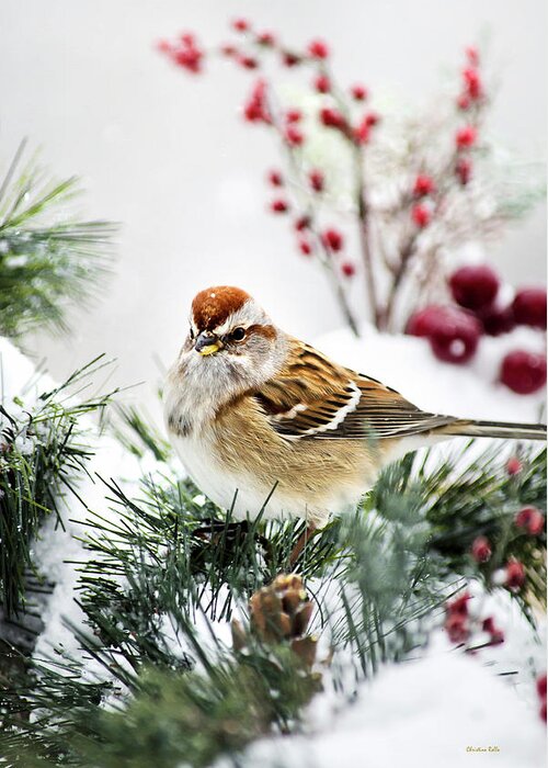 Bird Greeting Card featuring the photograph Christmas Sparrow by Christina Rollo