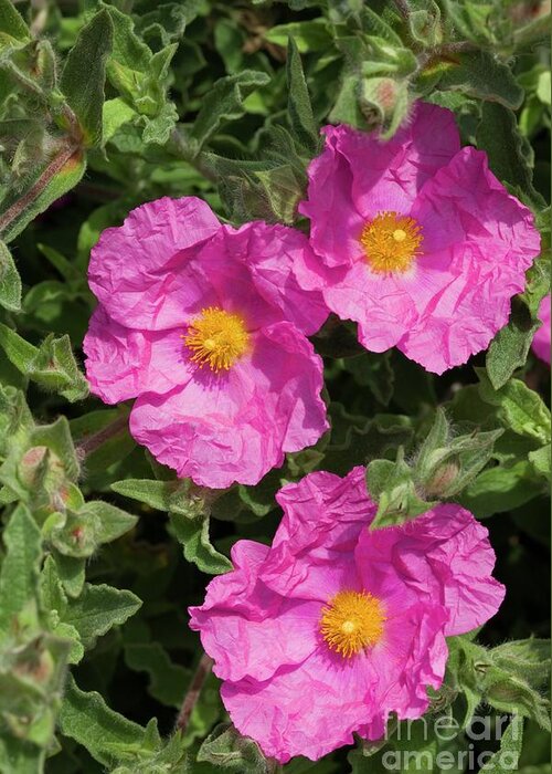 Cistus X Pulverulentus Sunset Greeting Card featuring the photograph Cistus X Pulverulentus 'sunset' by Dr Keith Wheeler/science Photo Library