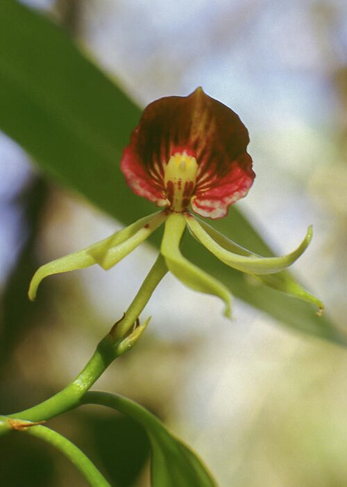 Orchid Greeting Card featuring the photograph Clamshell Orchid by Paul Rebmann
