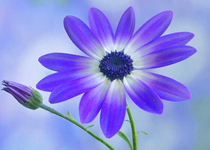 Senetti Greeting Card featuring the photograph Classic Senetti by Terence Davis