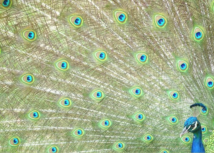 Animal Themes Greeting Card featuring the photograph Close-up Of A Male Peacock Phasianidae by Christopher Allan