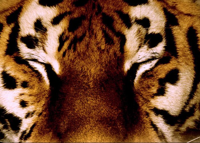 Panoramic Greeting Card featuring the photograph Close-up Of A Tiger, Yalta, Crimea by Win-initiative/neleman