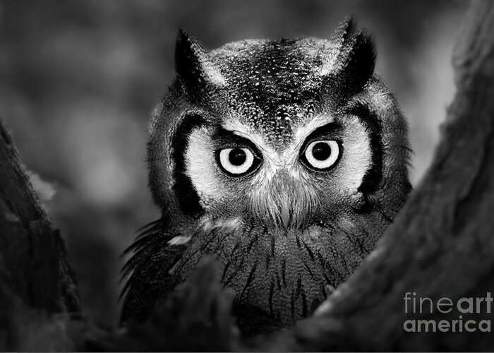 Big Greeting Card featuring the photograph Close-up Of A Whitefaced Owl Artistic by Johan Swanepoel
