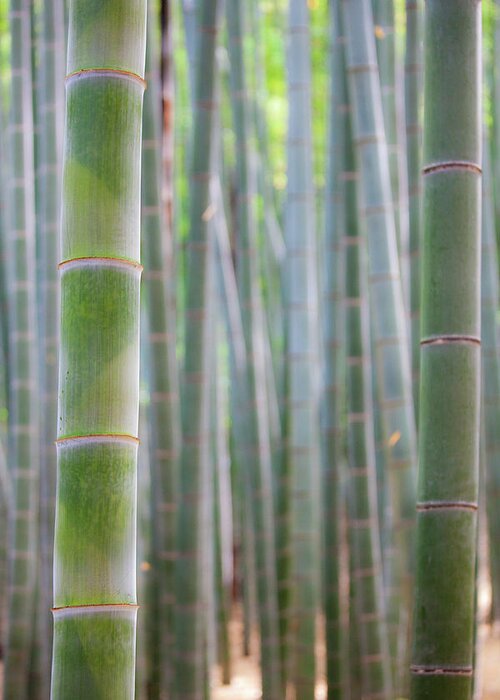 Tranquility Greeting Card featuring the photograph Close-up Of Bamboo by Tom Bonaventure