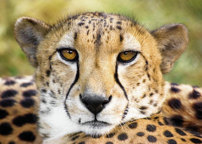 Extreme Terrain Greeting Card featuring the photograph Close Up Of Cheetah by Sirius r