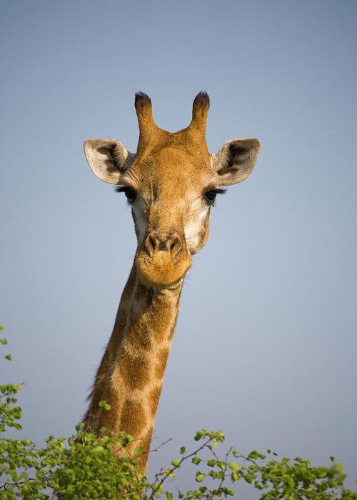 Alertness Greeting Card featuring the photograph Close-up Of Giraffe, South Africa Safari by Karen Desjardin