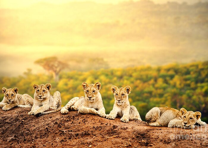 Small Greeting Card featuring the photograph Close Up Of Lion Cubs Laying Together by Karelnoppe