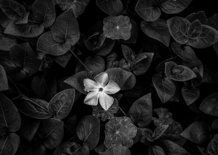 Photography Greeting Card featuring the photograph Close-up Of Periwinkle Flowers by Panoramic Images